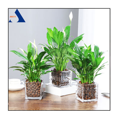 LECA para la acuapónica de bolas de arcilla expandidas Hydroton